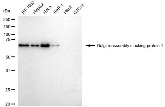 GRASP65 Antibody in Western Blot (WB)