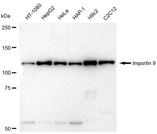 Importin 9 Antibody in Western Blot (WB)