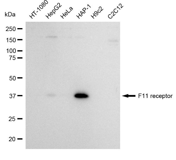 JAM-A (CD321) Antibody in Western Blot (WB)