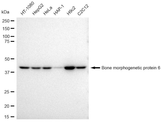 BMP-6 Antibody in Western Blot (WB)