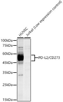 CD273 (B7-DC) Antibody in Western Blot (WB)