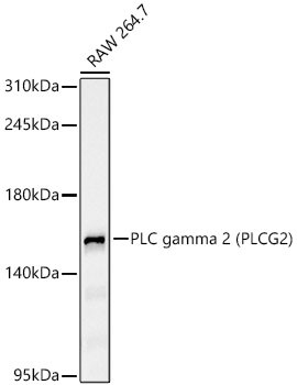 PLCG2 Antibody in Western Blot (WB)