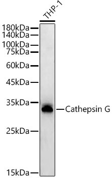 Cathepsin G Antibody in Western Blot (WB)