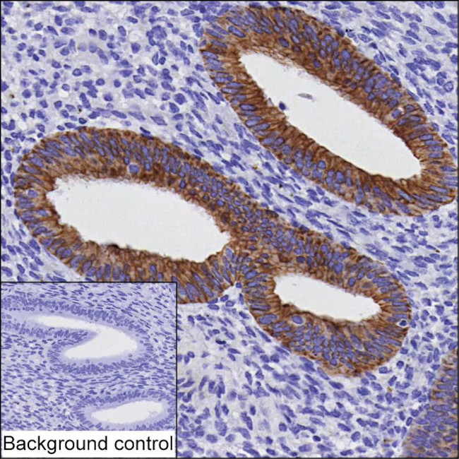 IKK gamma Antibody in Immunohistochemistry (Paraffin) (IHC (P))