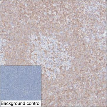 IL-16 Antibody in Immunohistochemistry (Paraffin) (IHC (P))