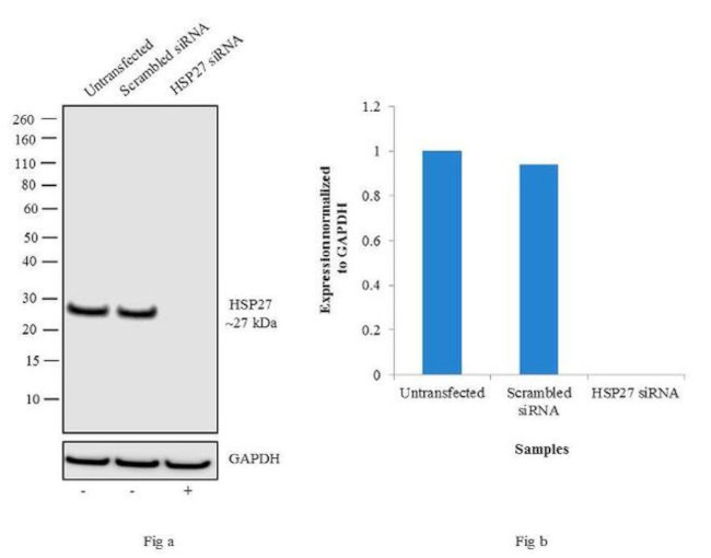 HSP27 Antibody