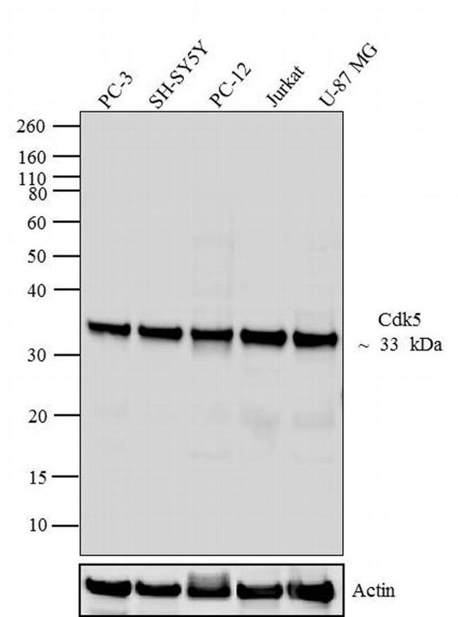 CDK5 Antibody in Western Blot (WB)