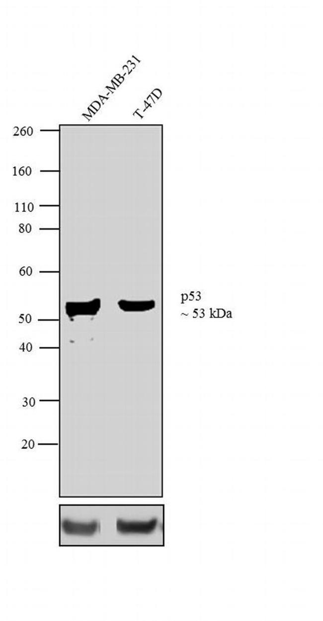 p53 Antibody in Western Blot (WB)