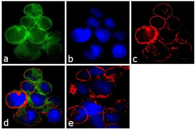 Filamin A Antibody in Immunocytochemistry (ICC/IF)