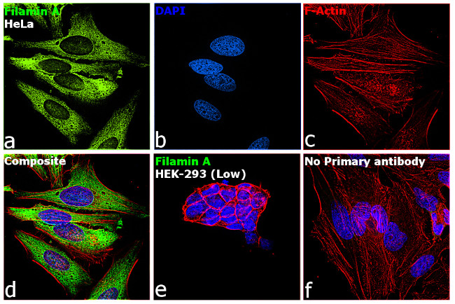 Filamin A Antibody in Immunocytochemistry (ICC/IF)