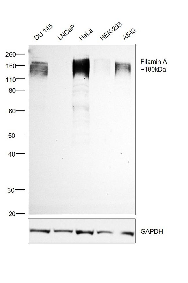 Filamin A Antibody in Western Blot (WB)