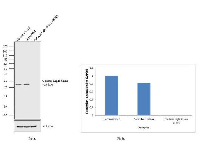 Clathrin Light Chain Antibody in Western Blot (WB)