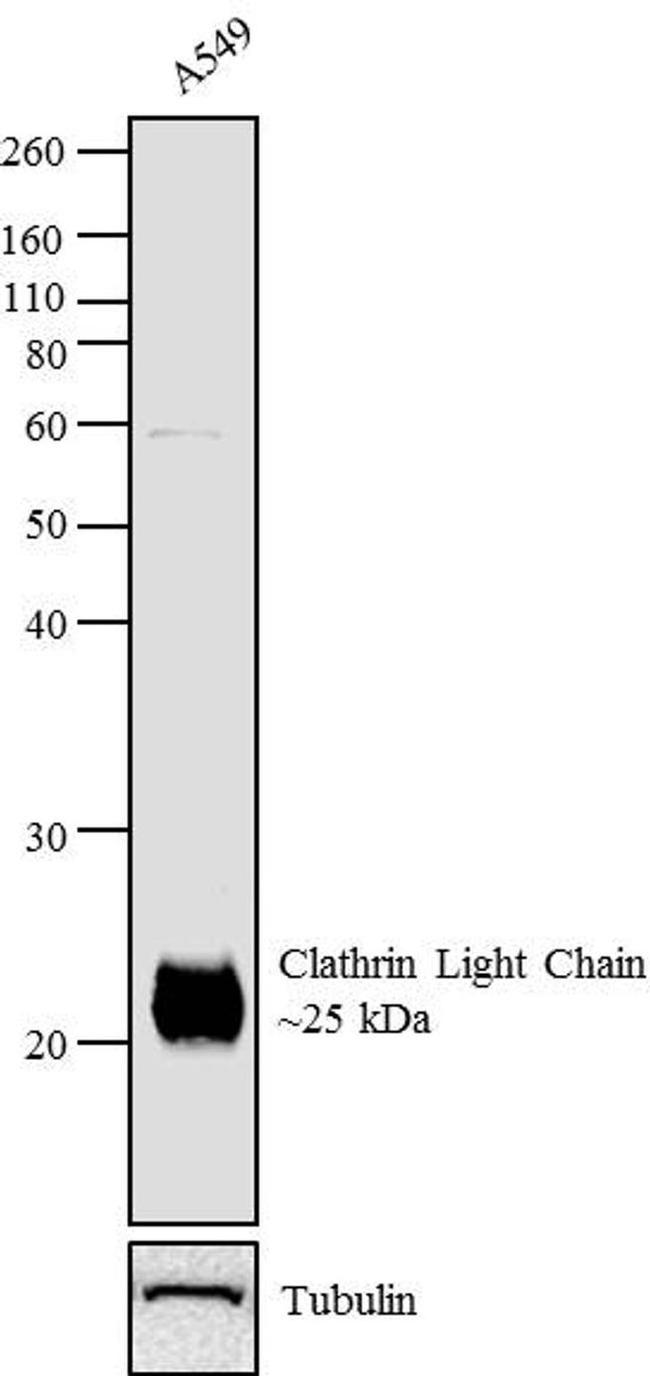 Clathrin Light Chain Antibody in Western Blot (WB)