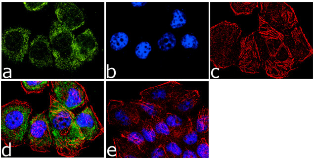 ErbB2 (HER-2) Antibody in Immunocytochemistry (ICC/IF)