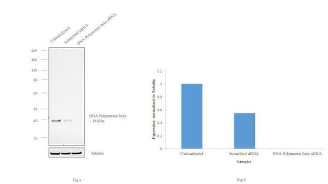 POLB Antibody in Western Blot (WB)