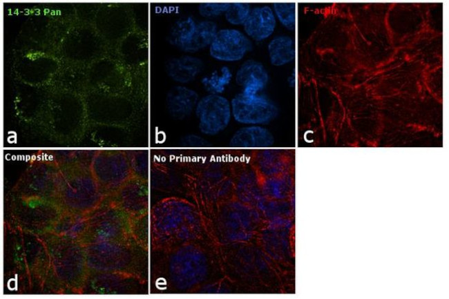 14-3-3 Pan Antibody in Immunocytochemistry (ICC/IF)