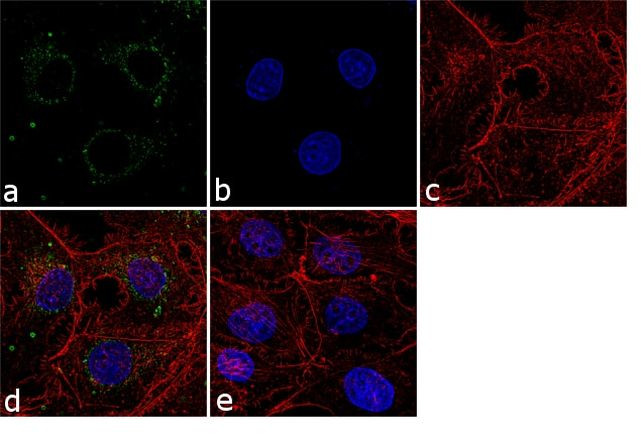 TID1 Antibody in Immunocytochemistry (ICC/IF)