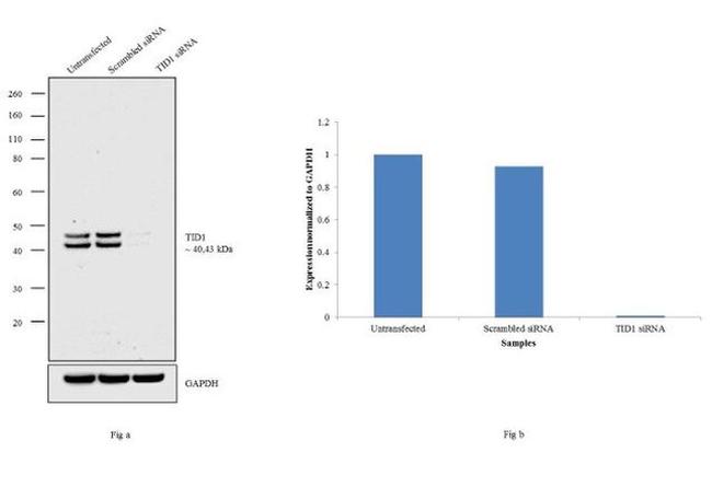 TID1 Antibody in Western Blot (WB)