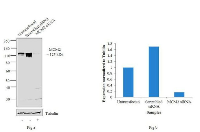 MCM2 Antibody