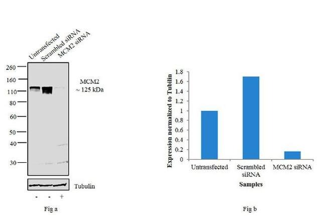 MCM2 Antibody in Western Blot (WB)