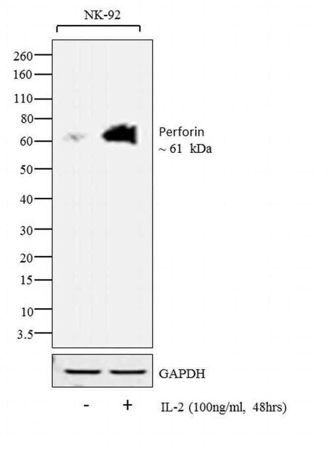 Perforin Antibody in Western Blot (WB)