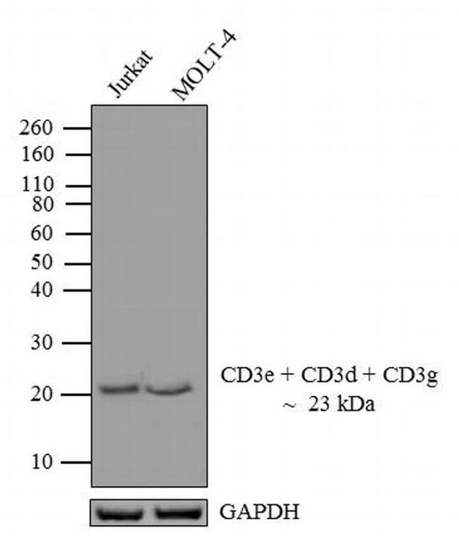 CD3 Monoclonal Antibody (F7.2.38) (MA5-12577)