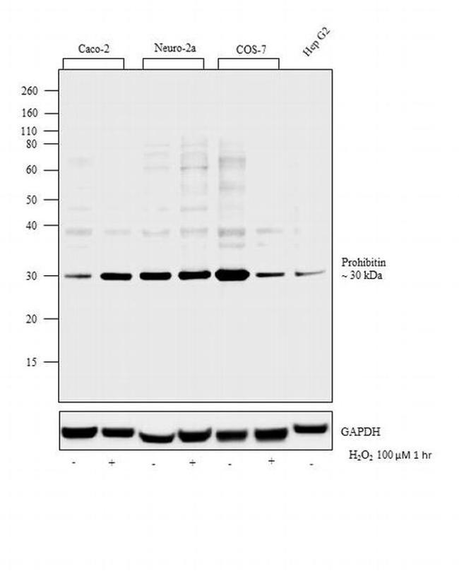 Prohibitin Antibody in Western Blot (WB)