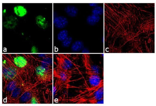 MYOD Antibody in Immunocytochemistry (ICC/IF)