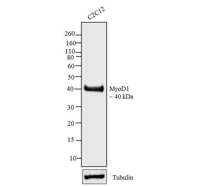 MYOD Antibody in Western Blot (WB)