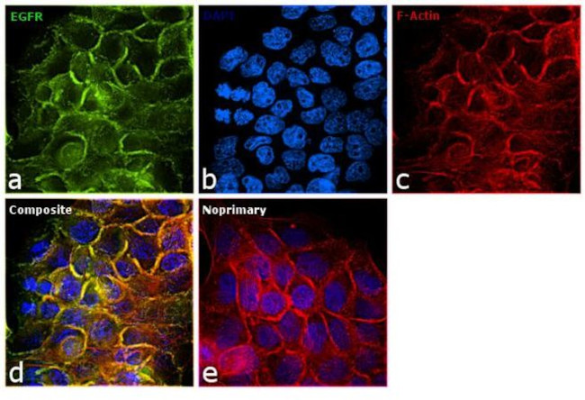 EGFR Antibody in Immunocytochemistry (ICC/IF)