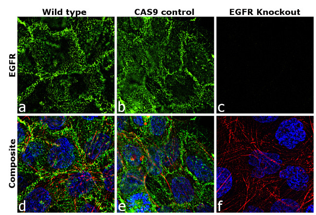 EGFR Antibody