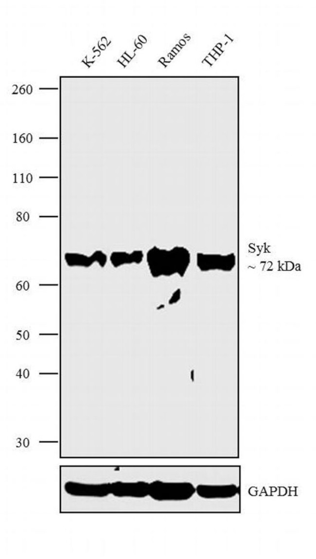 Syk Antibody