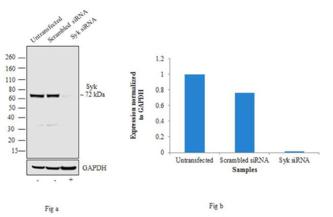 Syk Antibody