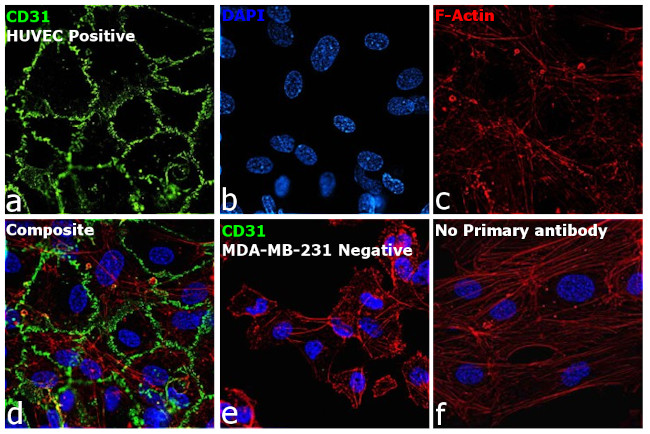 CD31 Antibody