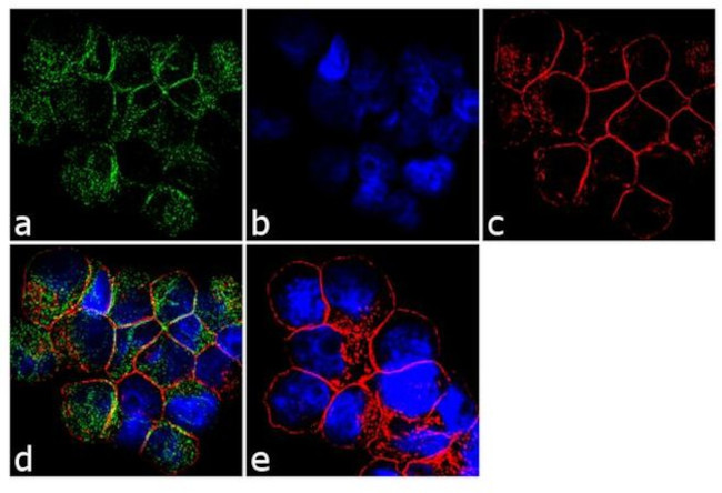 CD79a Antibody in Immunocytochemistry (ICC/IF)