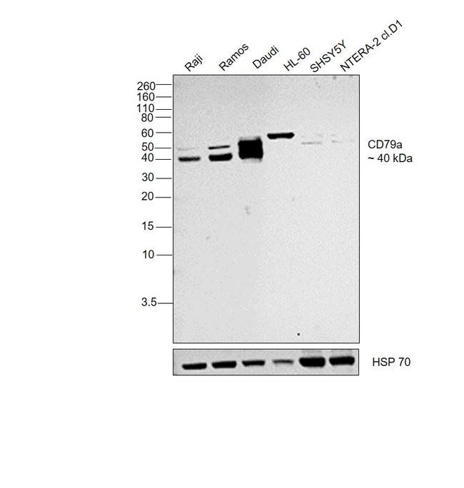 CD79a Antibody in Western Blot (WB)