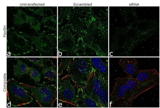 Paxillin Antibody