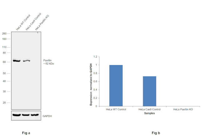 Paxillin Antibody