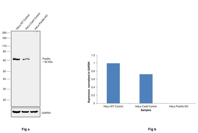 Paxillin Antibody in Western Blot (WB)