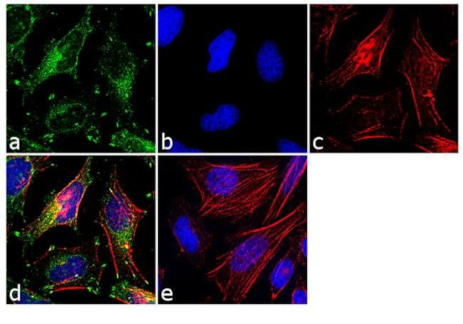 Paxillin Antibody in Immunocytochemistry (ICC/IF)