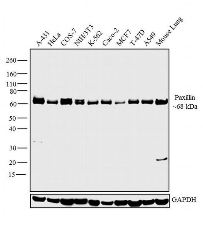 Paxillin Antibody in Western Blot (WB)