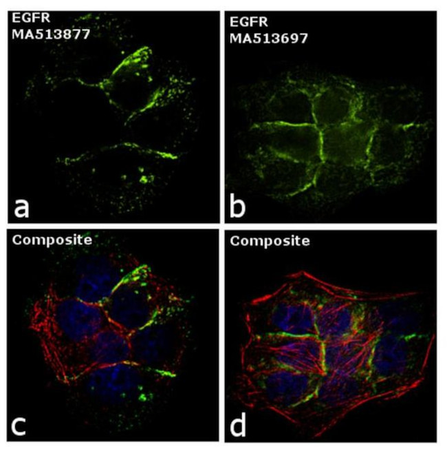 EGFR Antibody