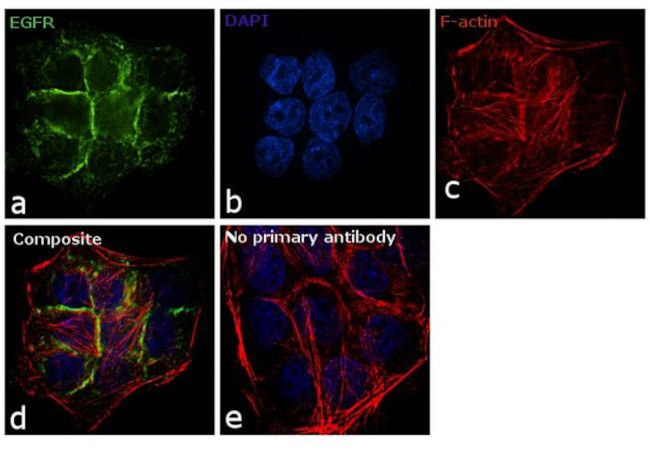 EGFR Antibody in Immunocytochemistry (ICC/IF)