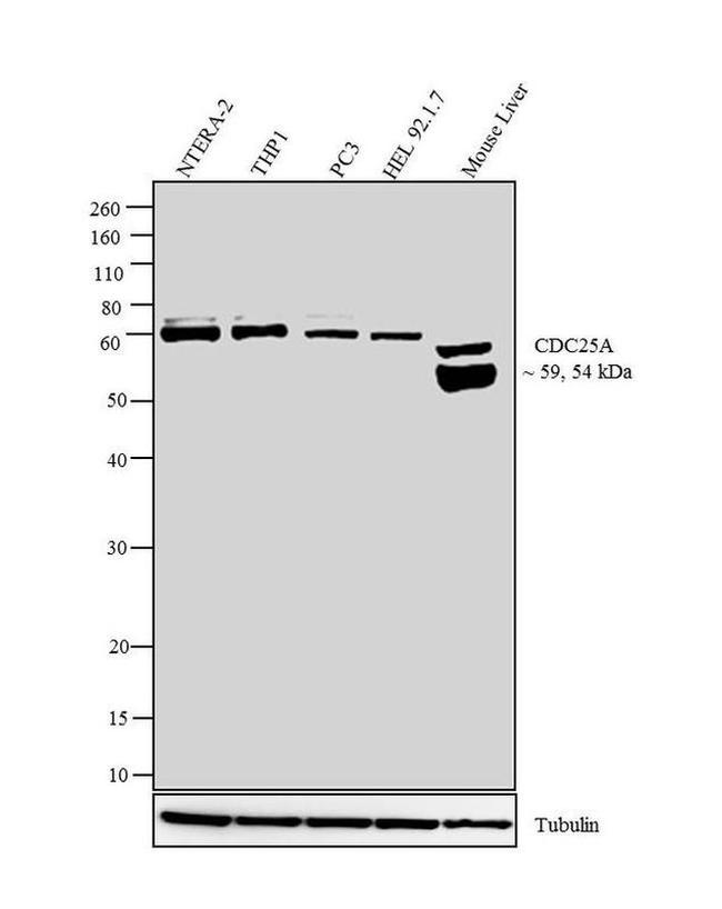 Cdc25A Antibody in Western Blot (WB)