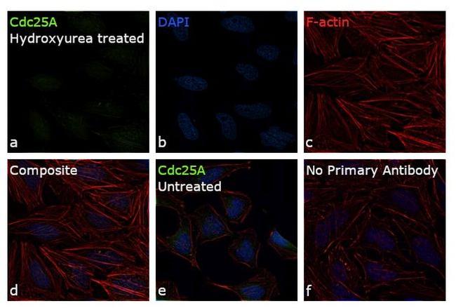 Cdc25A Antibody