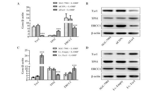 ERCC1 Antibody in Western Blot (WB)