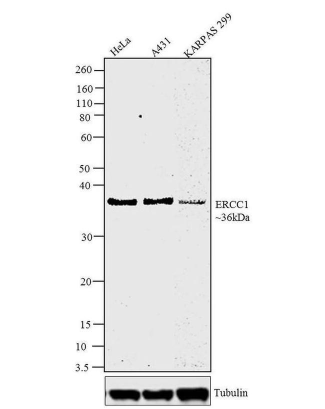 ERCC1 Antibody in Western Blot (WB)