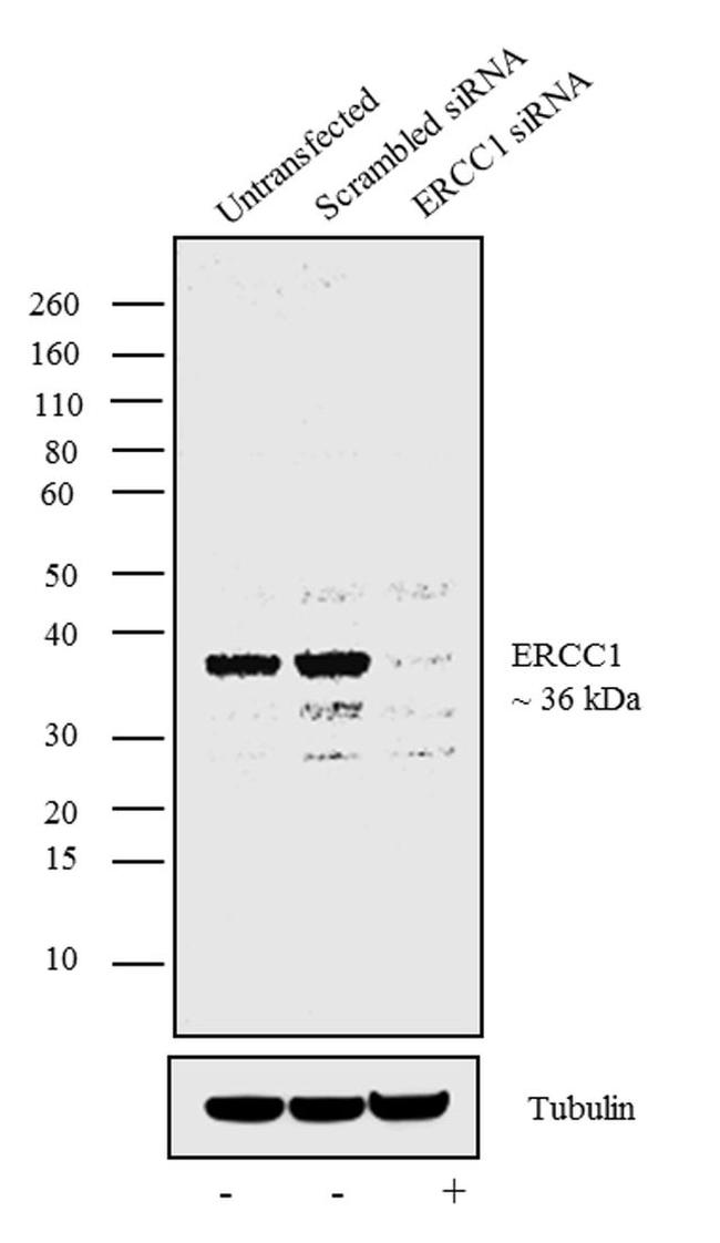 ERCC1 Antibody in Western Blot (WB)