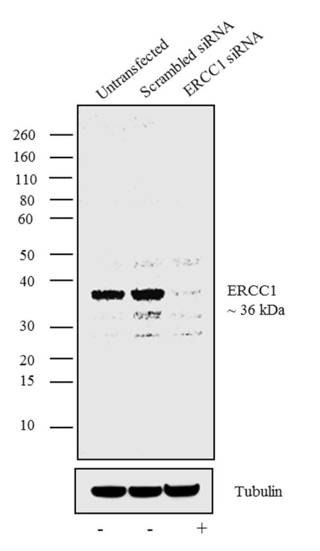 ERCC1 Antibody