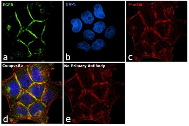 Phospho-EGFR (Tyr1068) Antibody in Immunocytochemistry (ICC/IF)